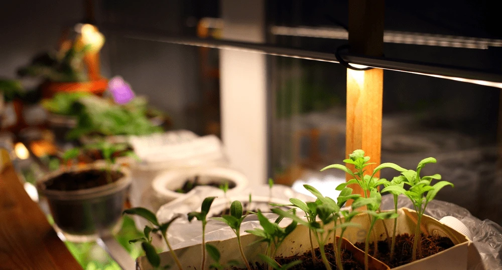 Growing seedlings of tomatoes under LED light