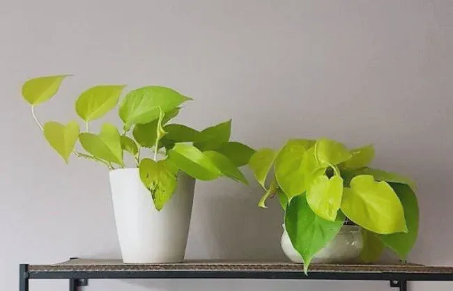 Pothos leaves have heart-shaped, Philodendron leaves have lobed or divided edges.