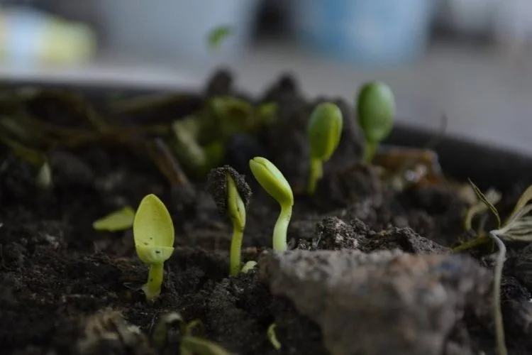 Humus vs Compost: Are They Same Or Different?