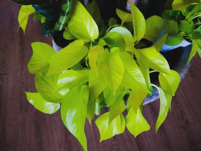 They have different ideal growing conditions