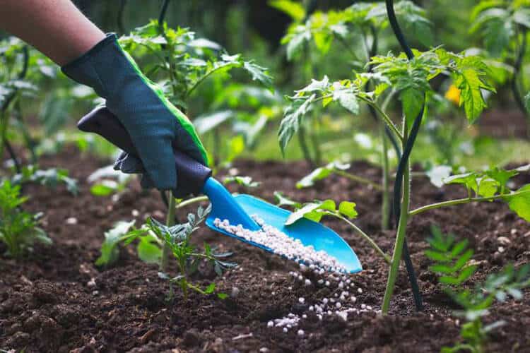 Is Plant Food The Same As Fertilizer? Nutrients Distinguish
