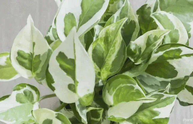 Manjula Pothos can remove pollutants from the air