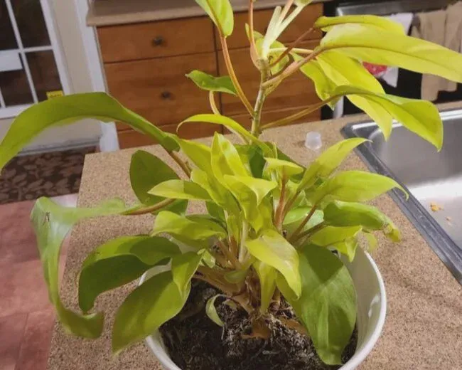 Both of them are poisonous plants