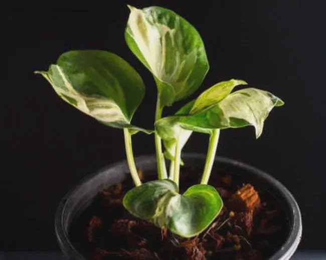 Manjula plants can be toxic.