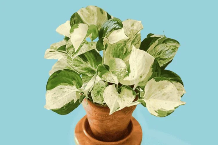 Manjula Pothos Care: Variegation, Light and Water