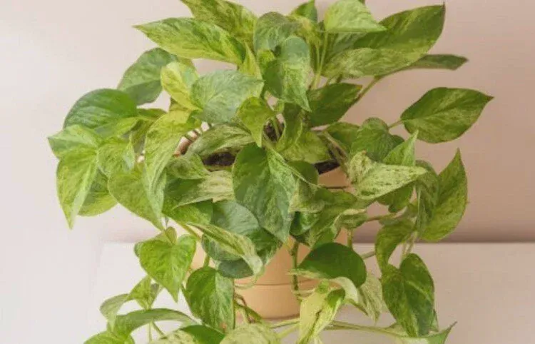 Marble Queen Pothos is a beautiful, hardy, easy-to-grow houseplant with glossy leaves.