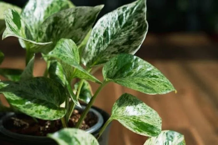 Marble Queen Pothos Propagation: Rooted Stem Cuttings