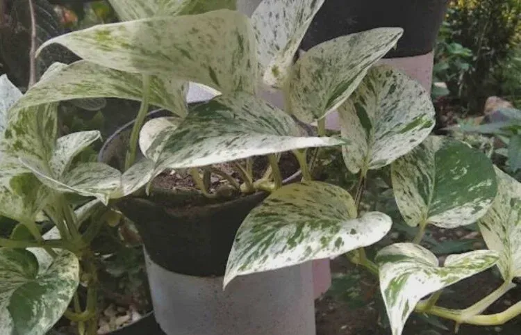 Fertilizer is not necessary for Pothos plants