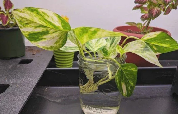 New Pothos plant from propagation
