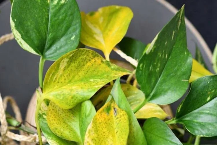 Marble Queen Pothos Yellow Leaves: Causes and Solutions
