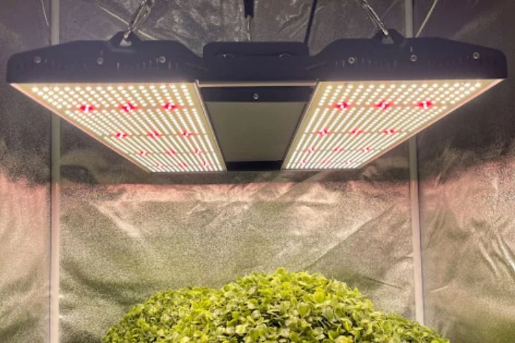 Medic Grow Led Grow Light Review: Solution For Plant Yield