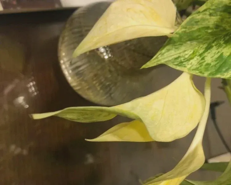 Marble Queen houseplant features trailing vines, attractive leaves, but faces challenges.