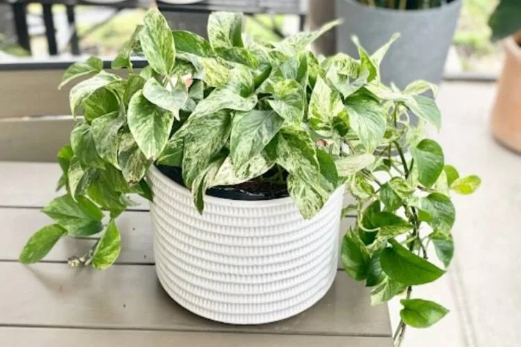 Marble Queen Pothos Care: Light, Water and Variegation