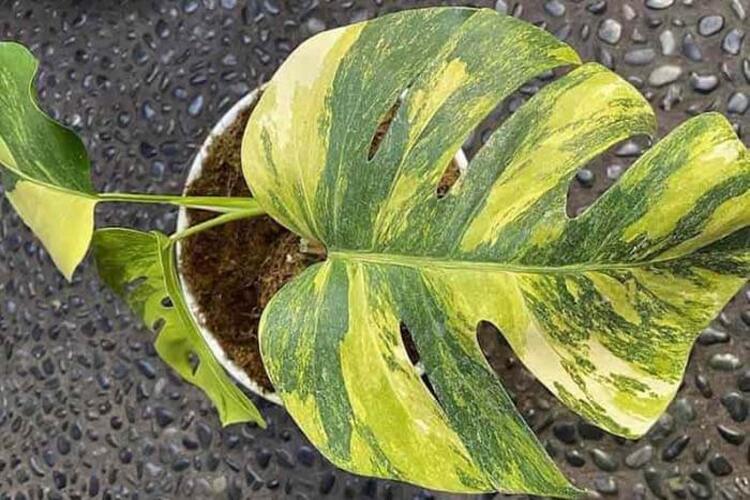 Monstera Aurea: Care Tips From Experts
