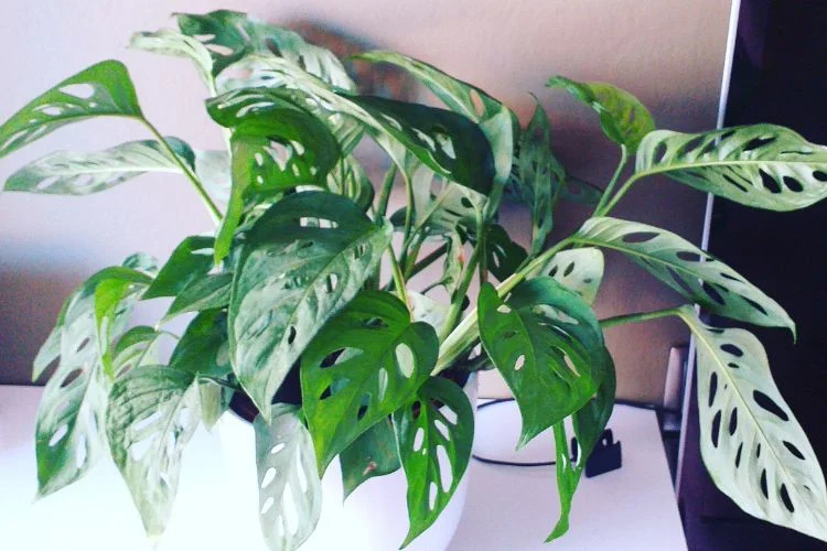 Monstera Esqueleto: The Caring Guide For Beginners