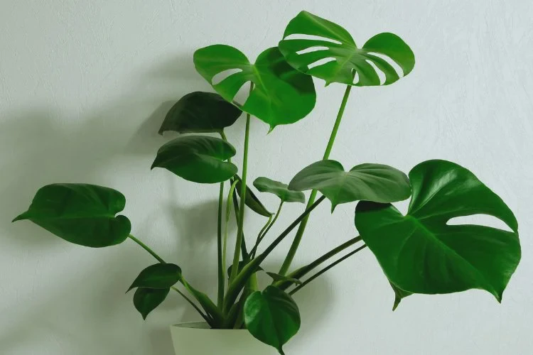 Bad lighting conditions on Monstera