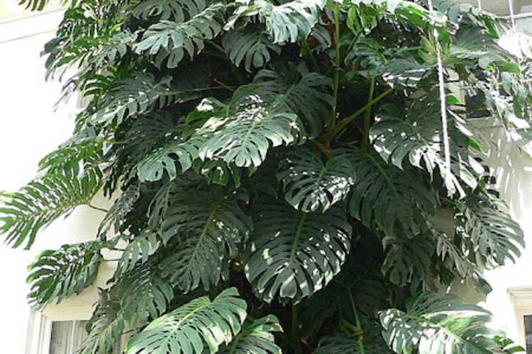 Monstera In The Wild: What Its Interesting Facts?