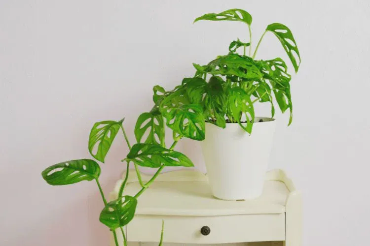 Treatments for light problems on Monstera