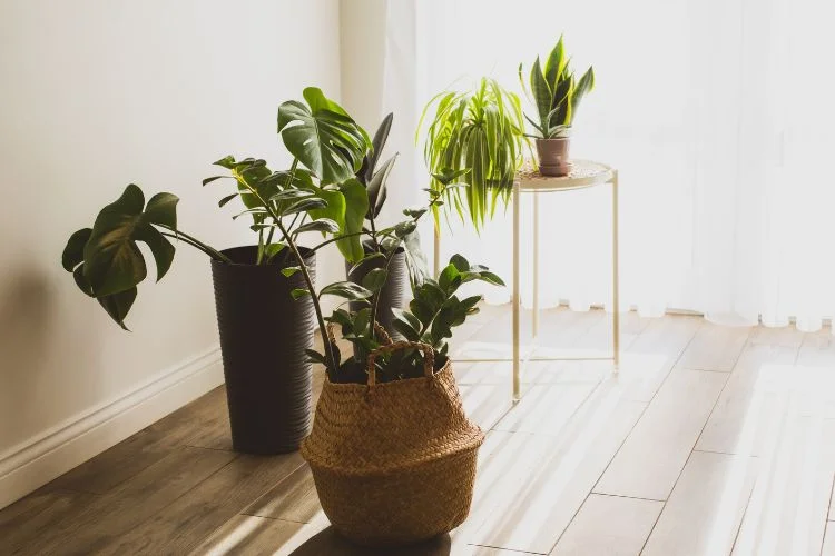 Monstera Light Requirements: Type And Light Quality