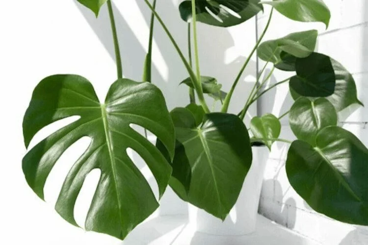 Monstera Plant Benefits: What Is Real and What Is a Myth?