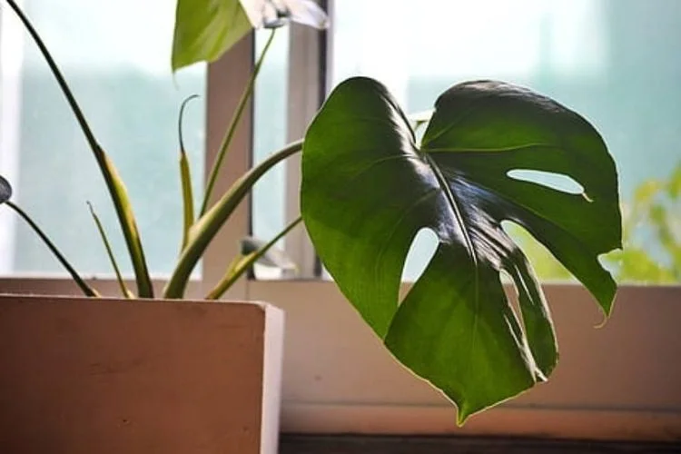 Monstera Repotting Shock: 7 Signs Of A Shocked Plant