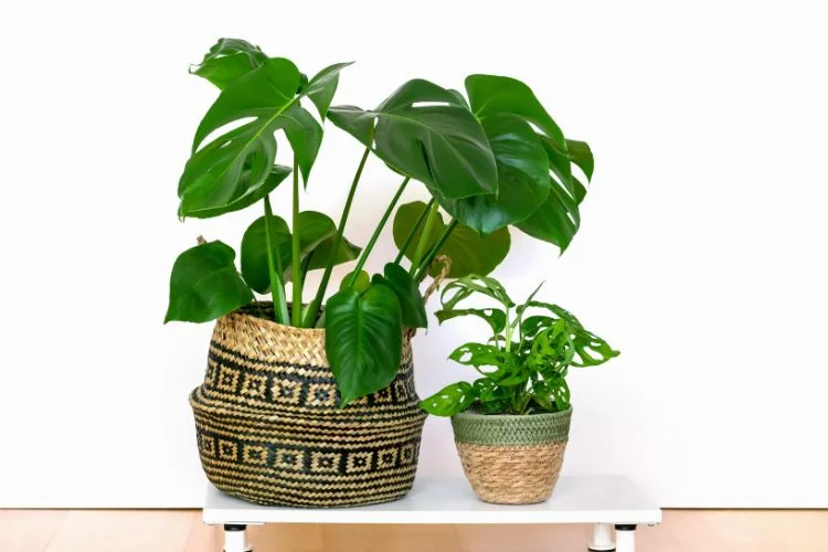 Monstera Pinnatipartita: Ultimate Guide To Plant And Care