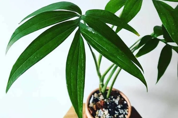 Monstera Subpinnata: What Interesting In This Monstera?