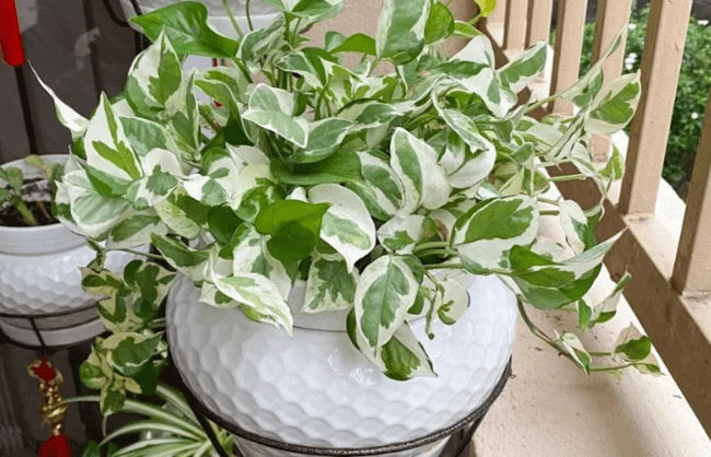 This plants contains calcium oxalate crystals