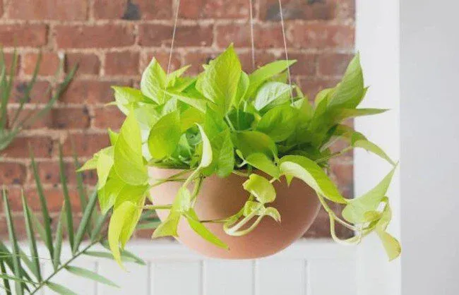 Neon pothos