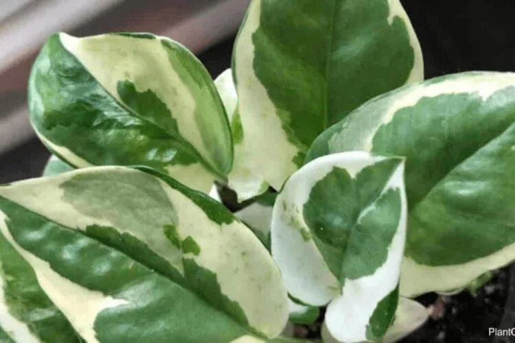 N'Joy Pothos Care: Light, Water and Variegated Leaves