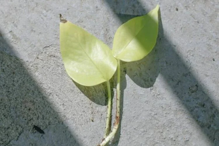 Neon Pothos Brown Spots: 4 Main Causes