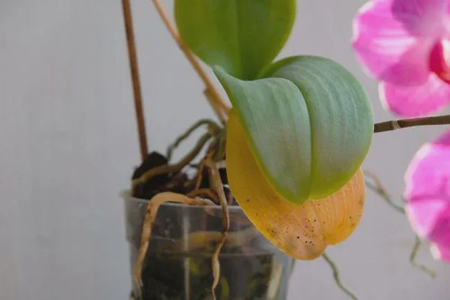 Low humidity can make yellowing leaves of orchid