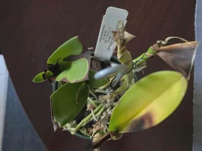 Exposing orchid leaves under direct sunlight can cause sunburn