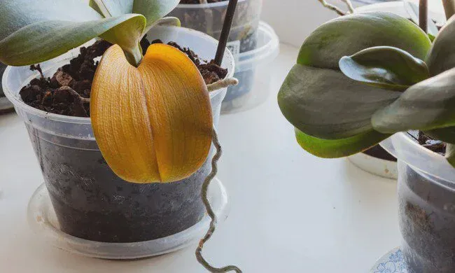 Light condition is an important factor causes yellow leaves