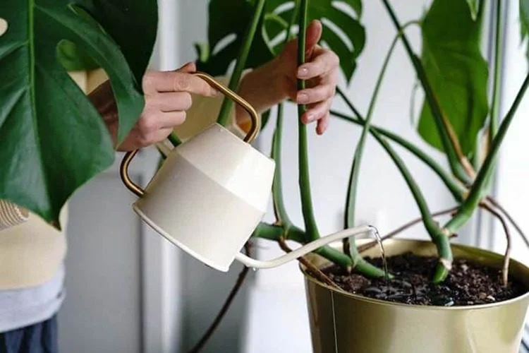 Did You Get Overwatered Monstera? Ways To Prevent It