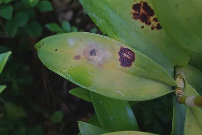 An orchid leaf has diseases signs with yellow patches and black spots