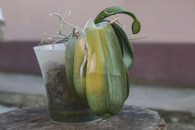 Orchids leaves turning yellow and wilt due to root rot