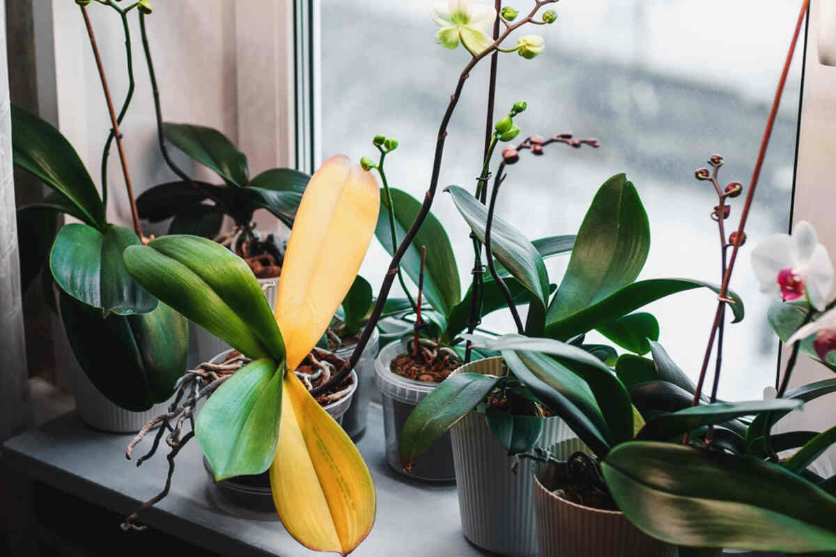 Orchid Leaves Turning Yellow: 9 Main Causes and Cure