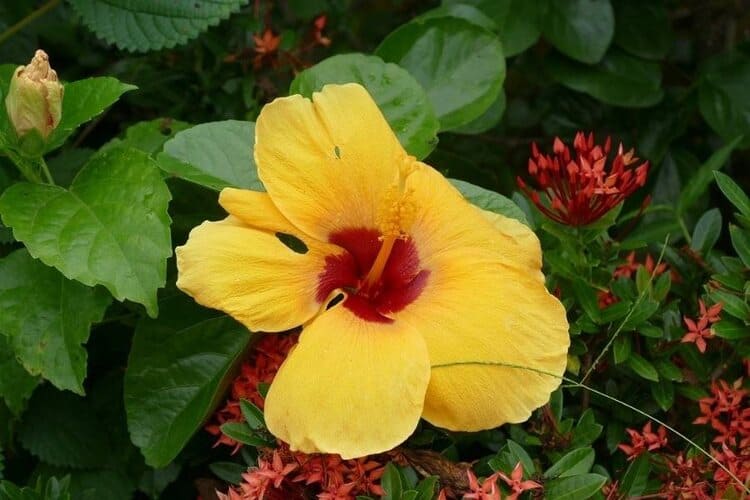 Overwatered Hibiscus: 3 Signs & How To Rescue