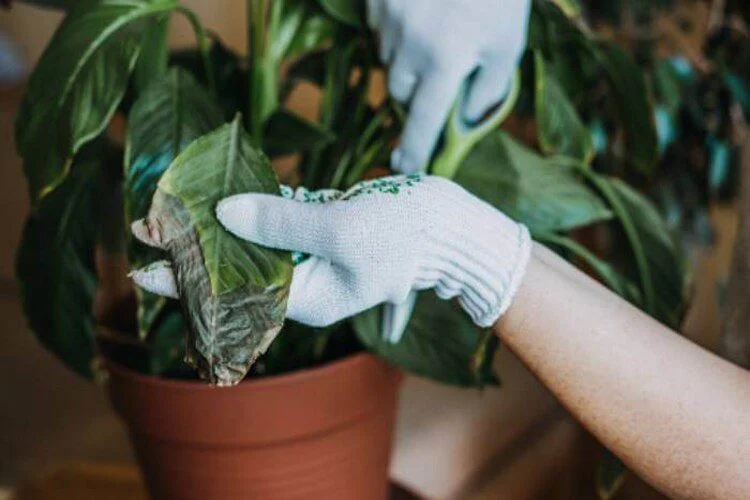 How To Save Overwatered Pothos? Indoor Plants Common Issues