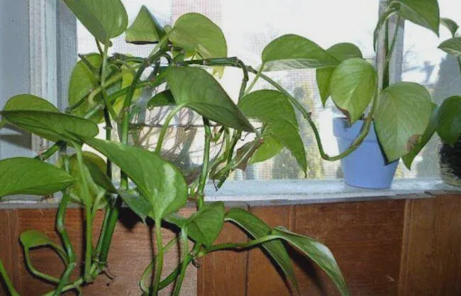 Aerial roots grow above the ground