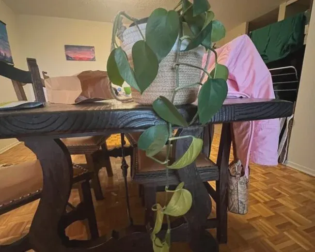Drooping pothos foliage