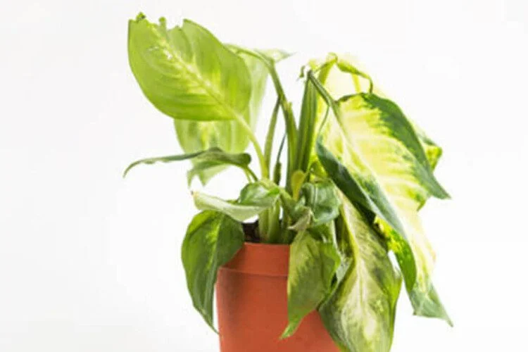 Why Is My Pothos Drooping? 6 Main Causes