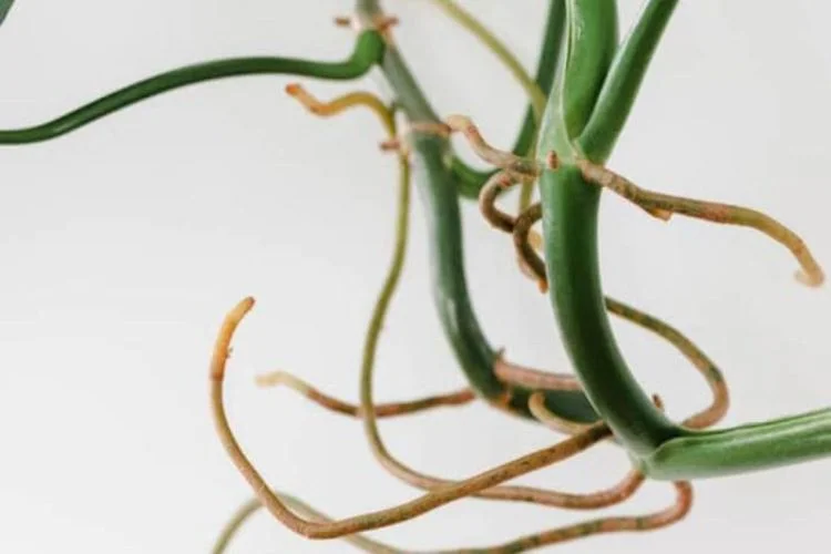 Pothos Aerial Roots: Have You Known About This Extra Part?