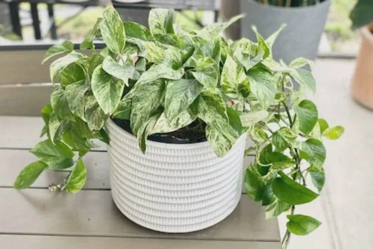 Types of fertilizers for pothos