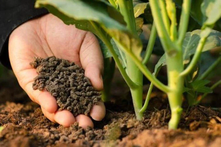 Pothos Fertilizer: Ultimate Guide To Your Plant Nutritions