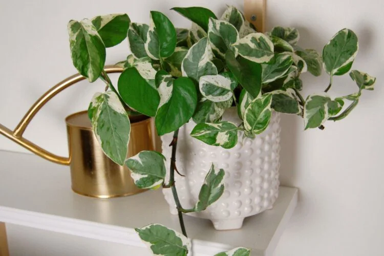 Pearls and Jade Pothos Care: The Beauty At First Sight
