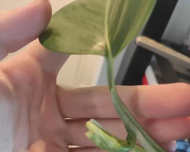 Pothos leaves shrink, curl, and turn yellow even when fully grown.