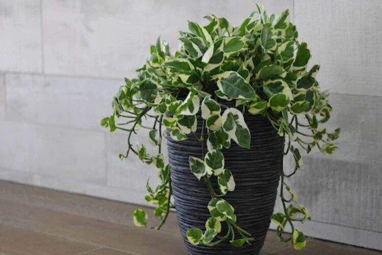 Pothos Leaves Curling: A Complete Guides To Fix