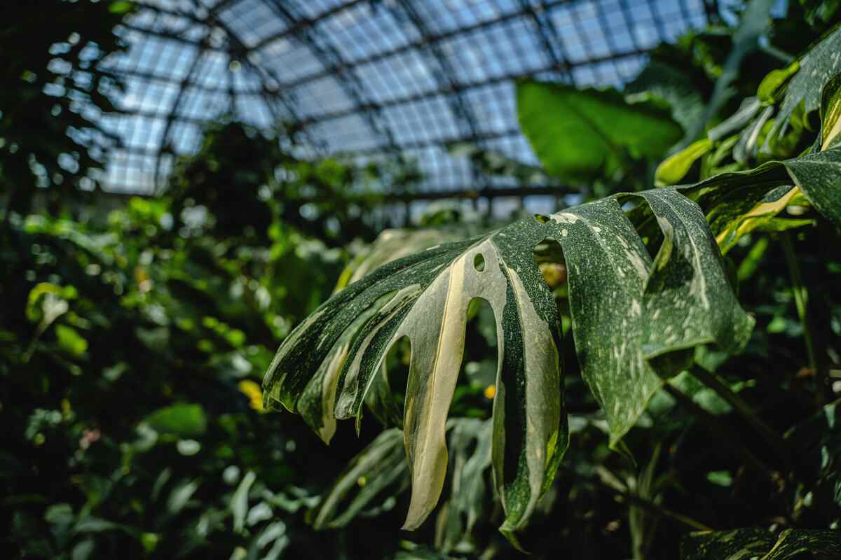 23 Common Monstera Problems: Tips To Treat For Each